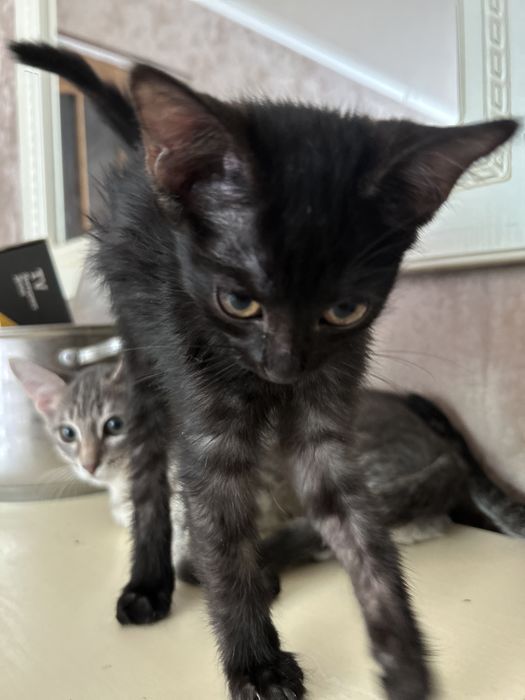 Отдам в добрые руки  котят