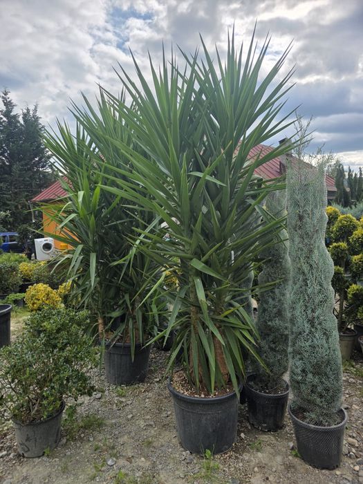 Plante ornamentale