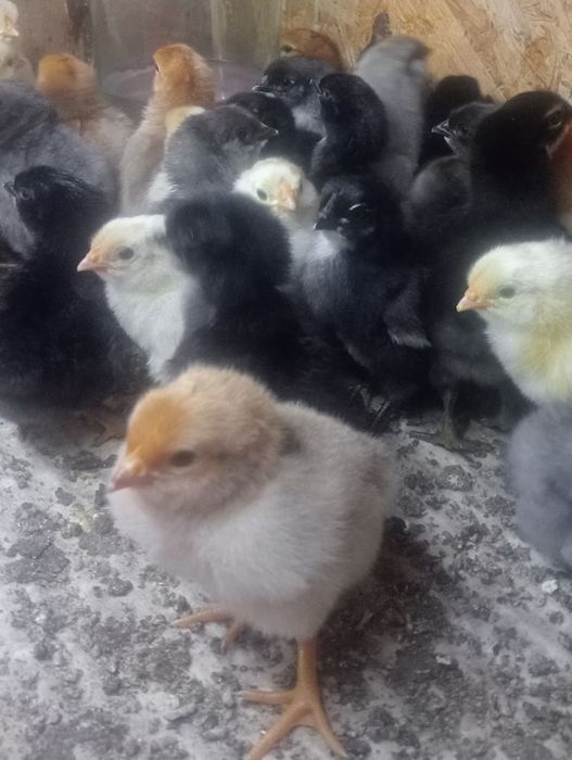 Продам домашних цыплят