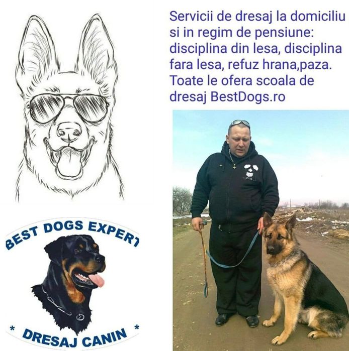 Dresaj caini indiferent de rasa si varsta