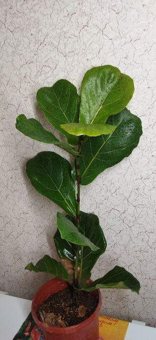 Фикус Лирата Белизе Али  Лирата бамбино