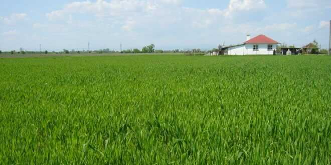 Продава се Парцел в с. Гурмазово, Област София-област - 10000 кв.м за 80 €/кв.м - Снимка #2