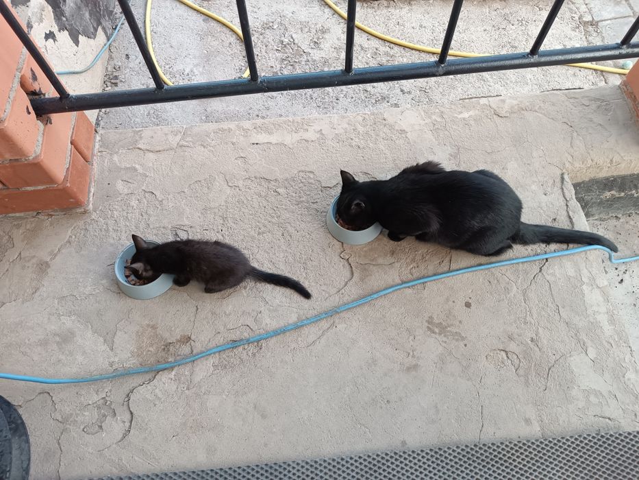 Кот Василий маленький