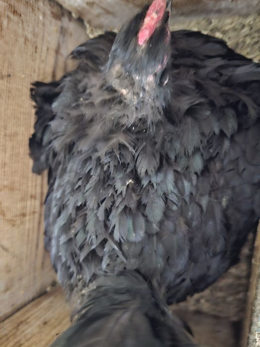 Продаётся квочка ,курук тауық