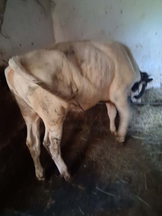 tăurenci de 1 an și o lună