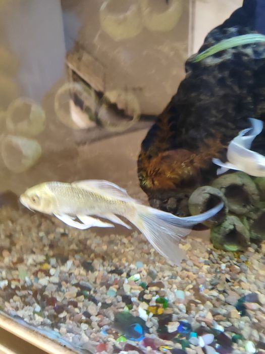 Аквариум баликлари сотилади