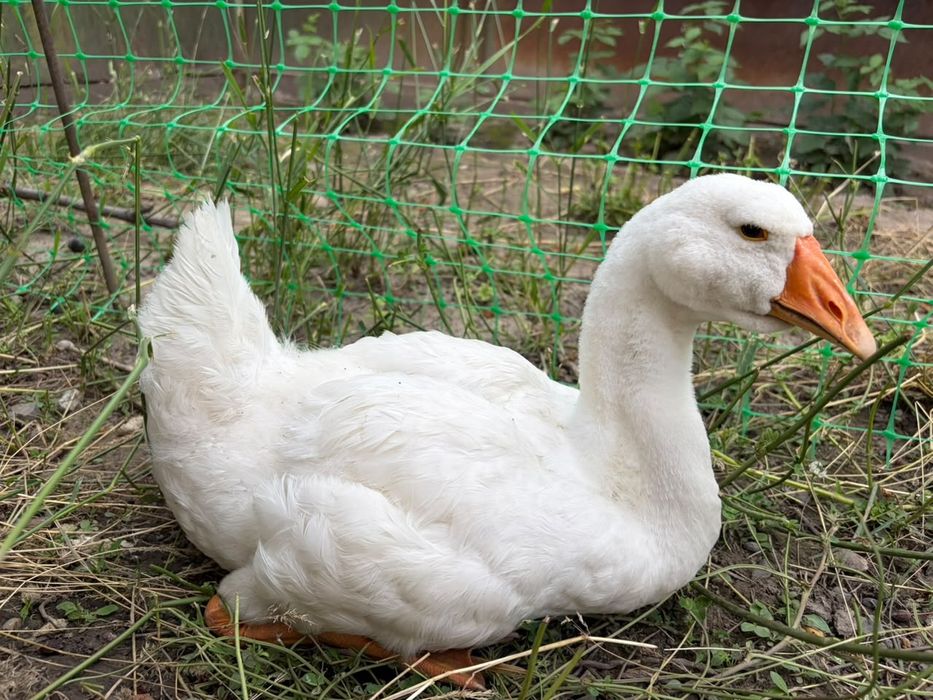 Продам Гусей 2 шт