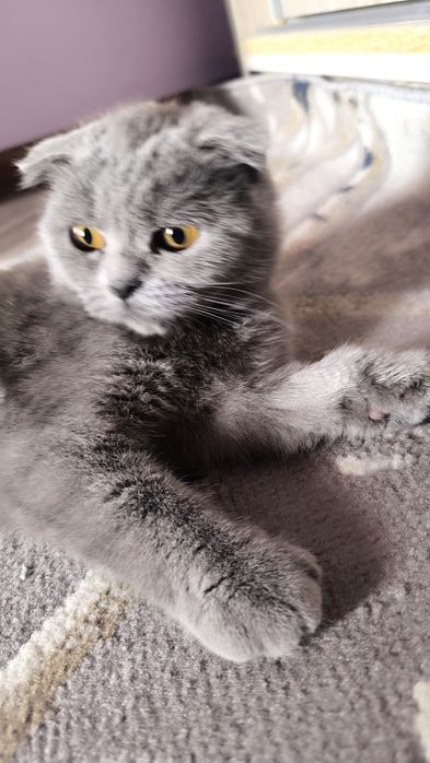 Mushukcha Mimi Scottish fold