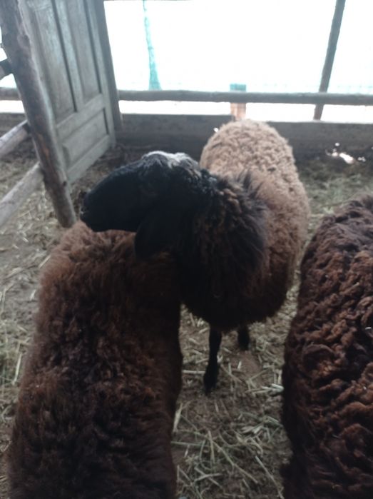 Zotdor qo'y lar sotiladi