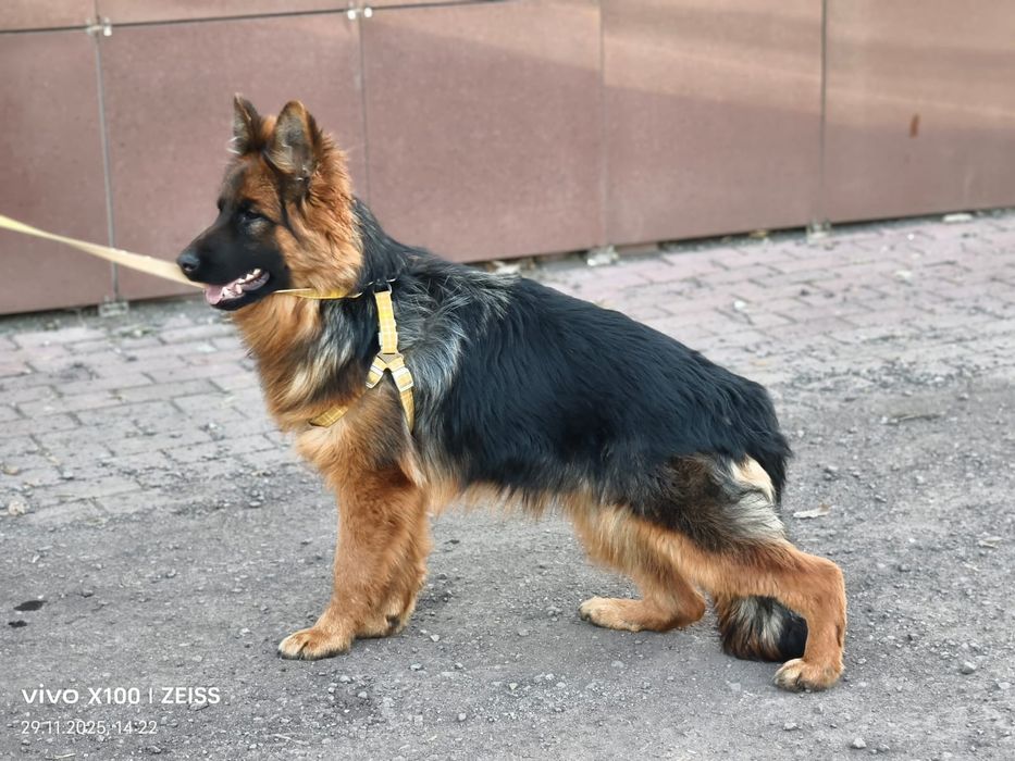 Немецкая овчарка длинношерстная.