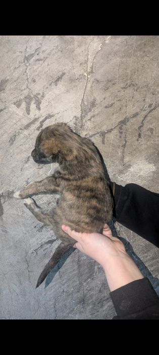 Щенки   бесплатно