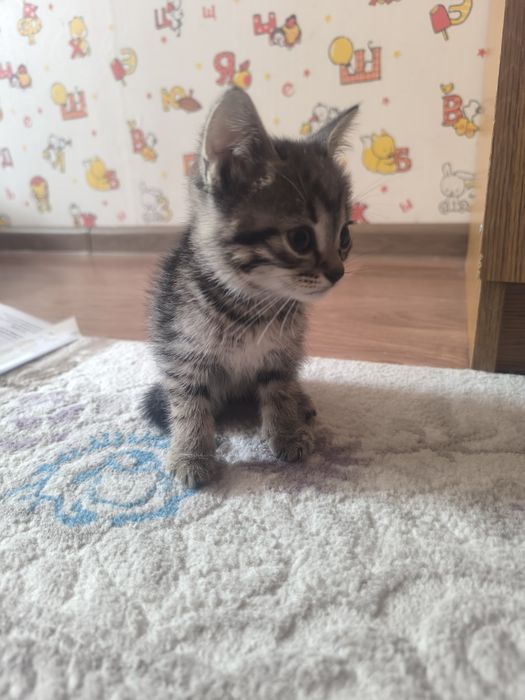 Отдам добрые руки