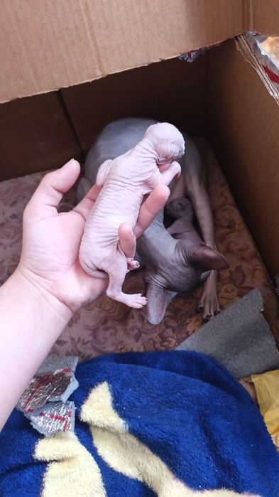 Котята конадского Сфинкса