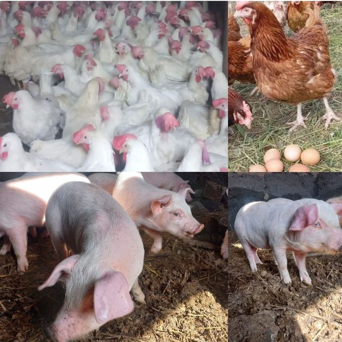 Куры несушки с доставкой до дома