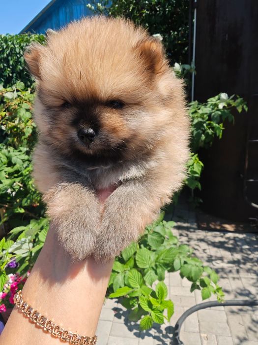 Очаровательные щенки шпица.