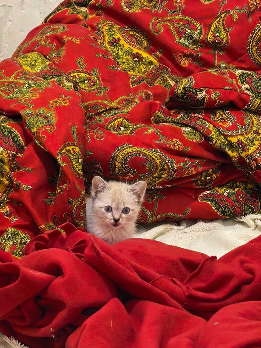Отдам котенка в добрые руки