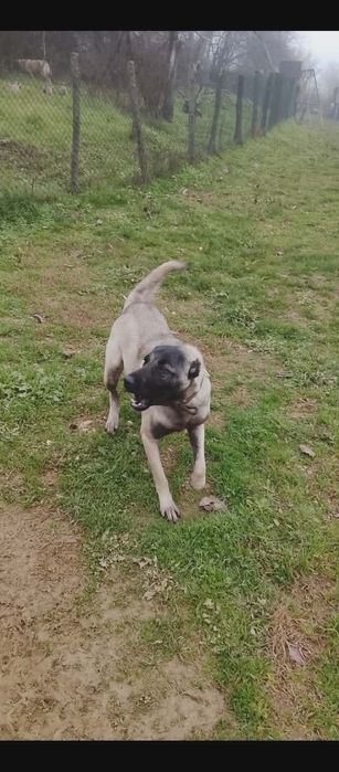 Чистокръвни кангали