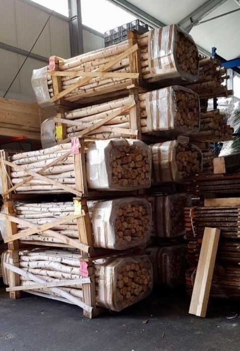 Trunchiuri / rondele / crengute mesteacan alb / Mesteacan decorativ