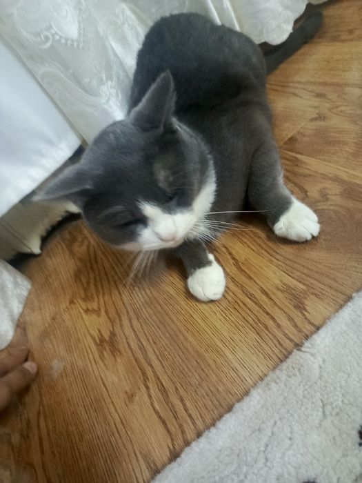 Британская кошка