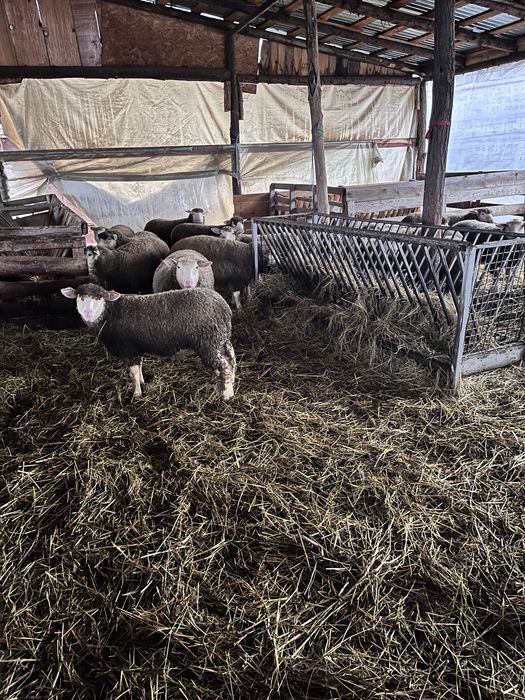 Mieluțe si Berbeci de île de France