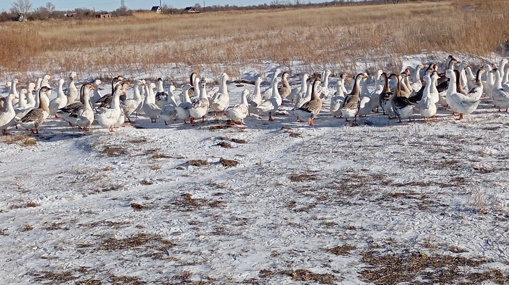 Продам домашних гусеи