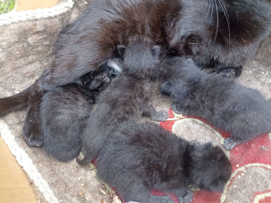 СРОЧНО Кошка с 4 котятами ищет дом