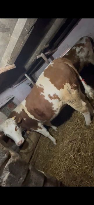 Junica   baltata romaneasca