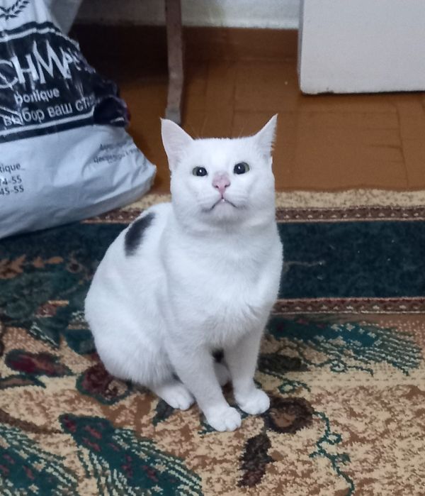 Отдам даром кота