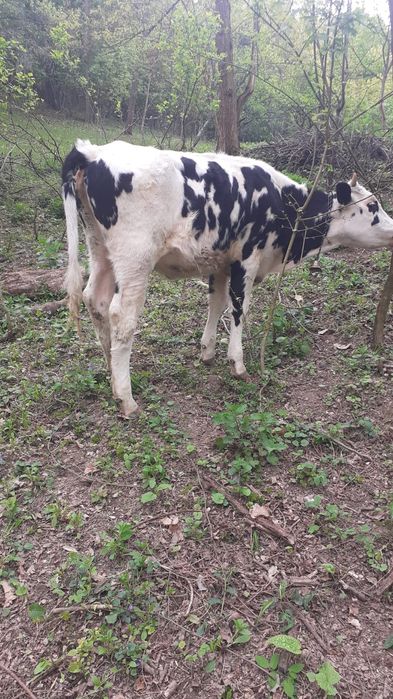 Vând vițea holstein
