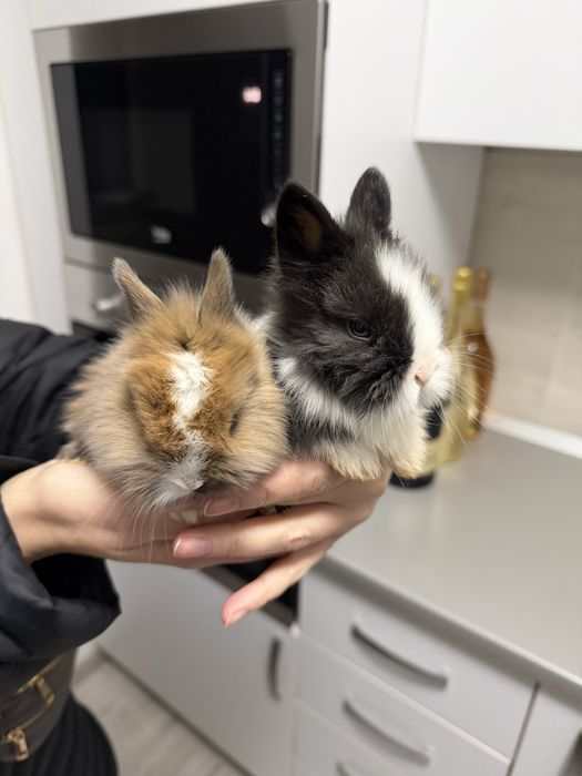 Iepurasi de companie pitici cap de leu