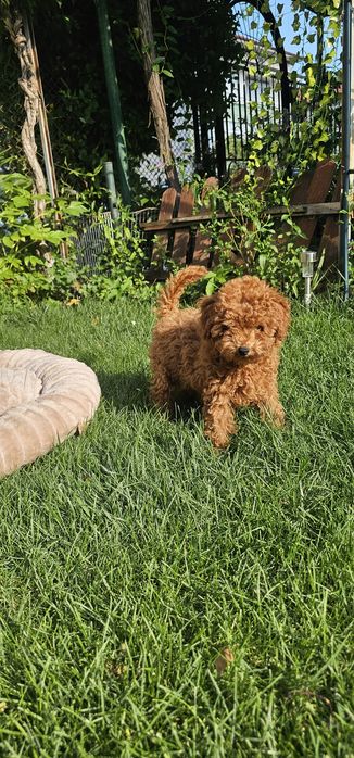 Toy poodle той играчка