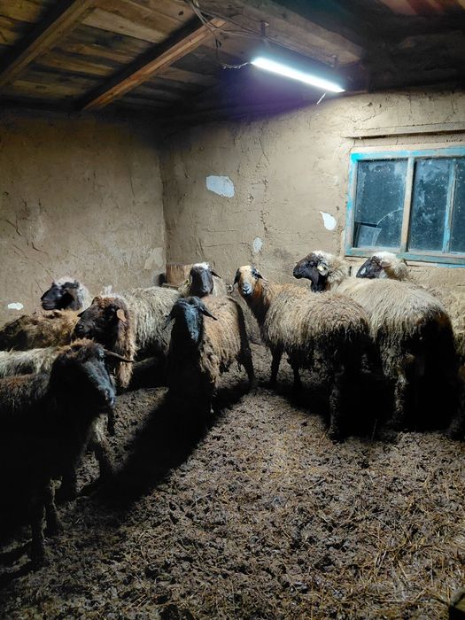 Продам баран 5 маток 5 сек.