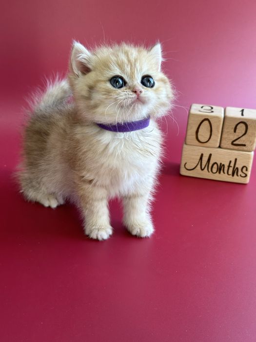 Шиншилла Золотая