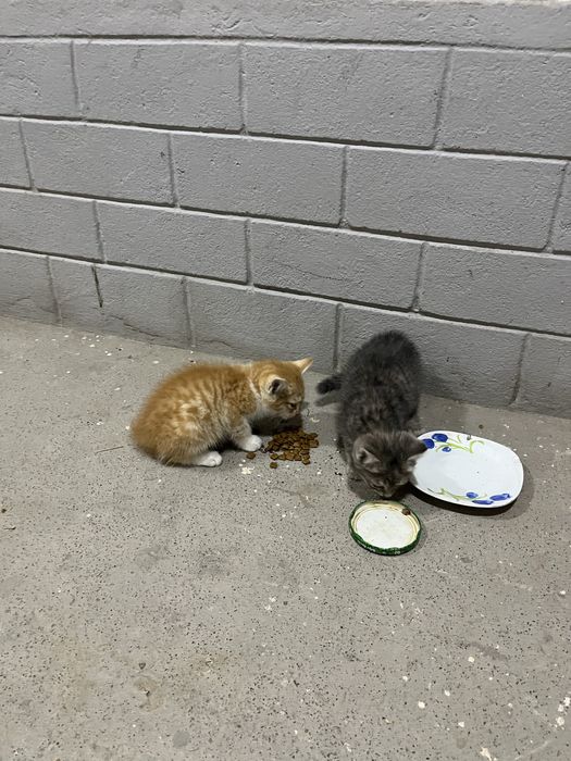 Отдам даром котят в добрые руки