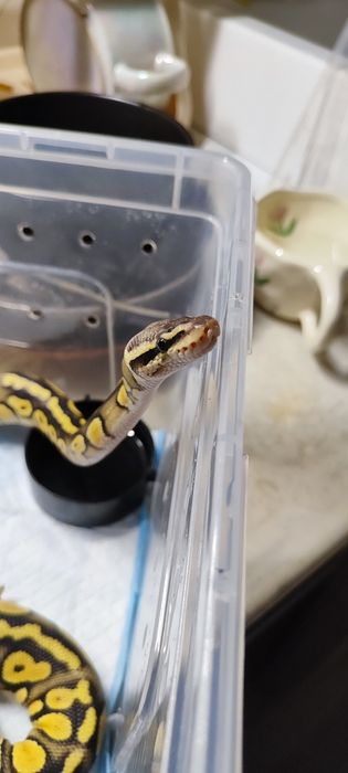 Королевский питон