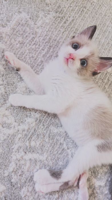 Котёнок в ответственные руки, не серьёзных не беспокоить!