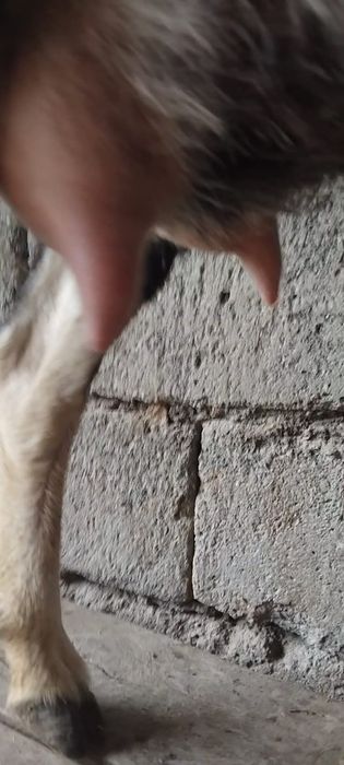 Альпийский сангу ешкі сатылады