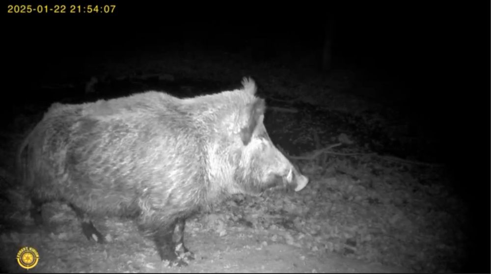 Camera vanatoare Forestvision Live C8 GPS 2025 4G