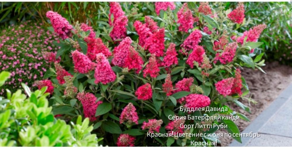 из питомника  цветущие и кустарники  с декоративной листвой