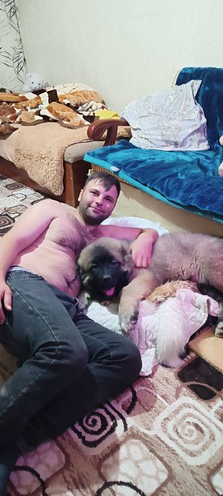 Передержка животных! Професиональная Любовь и забота о вашем любимце