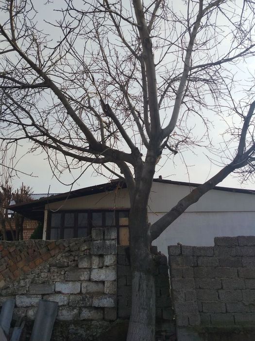 Yongʻoq daraxti sotiladi