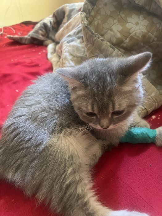 Sibir Shenshela Mushuk