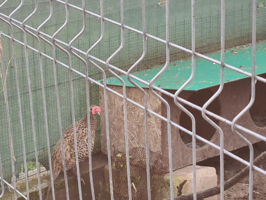 Fazani și porumbei