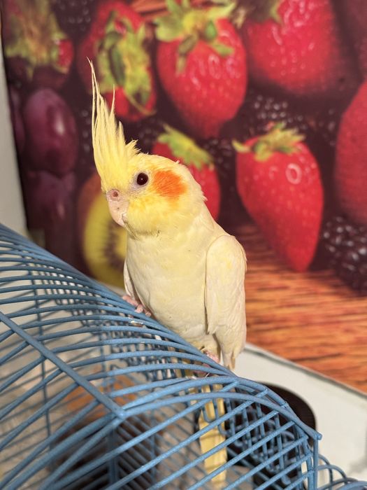 Попугай карелла 3 месяца