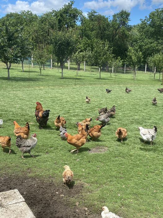 Vand gaini/ puicute mixte si ouatoare de casă