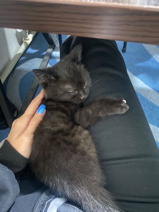 Отдам котенка,черная,девочка,примерно 4 месяца