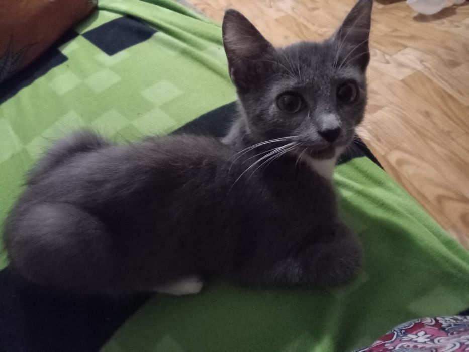 Отдам котёнка в добрые руки
