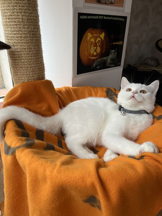 British shorthair white