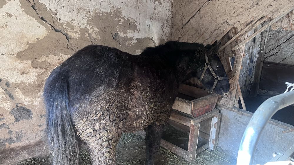 Семиз тай сатылады