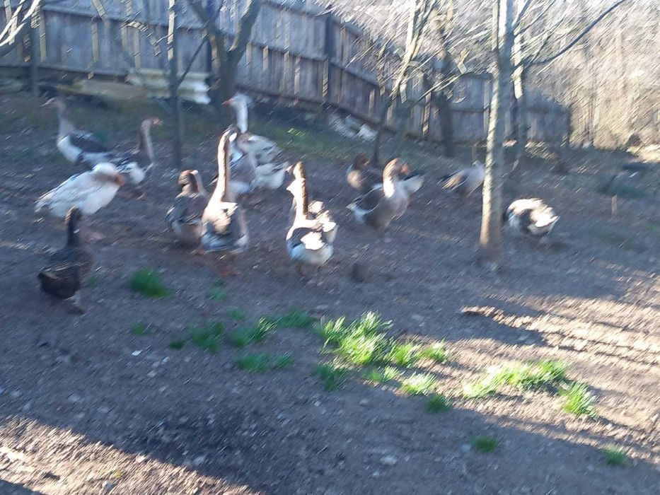 Vand gaste 150 lei bucata